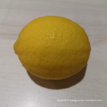 Hot sale cheap price fresh lemons in China